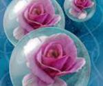 Rose Bubble